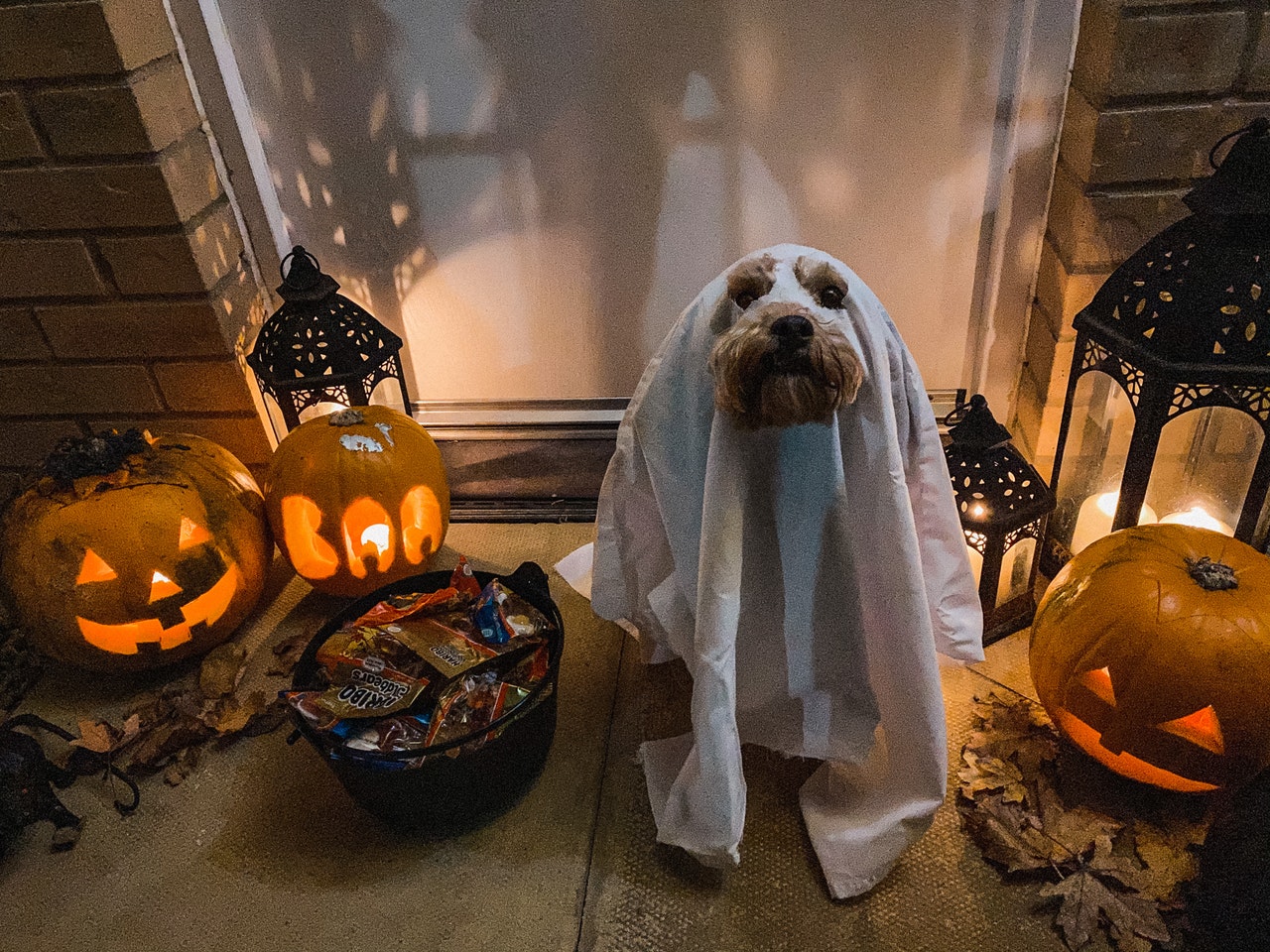 Halloween Safety Tips for Pet Owners | Paws Elite