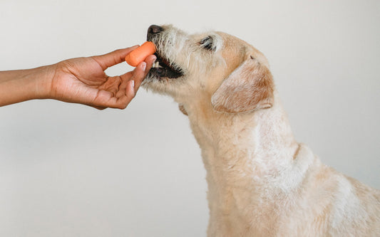 Can Dogs Eat Hot Dogs? Dogs can eat hot dogs. Read this guide to find out can dogs have hot dogs.