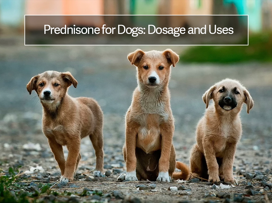 What is Prednisone Used For In Dogs: [Usage Guide]