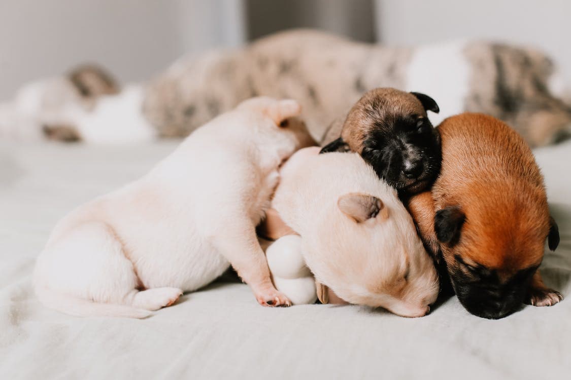 Creating the Perfect Sleep Schedule for Your Growing Puppy – Paws Elite