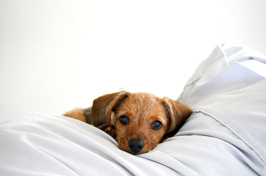 Puppy laying down and puppy snoring over comfortable white covers