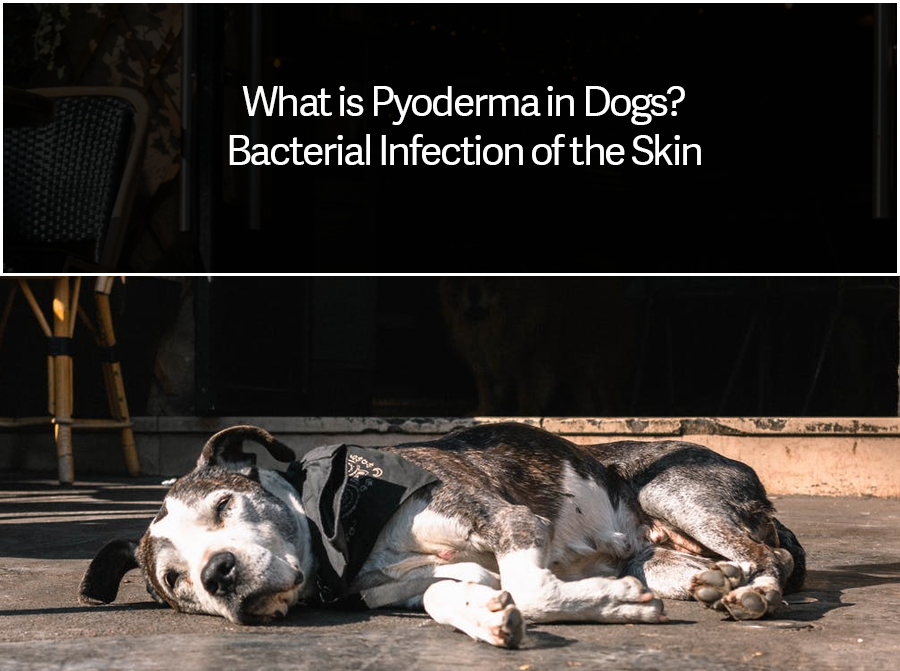 What is Pyoderma in Dogs