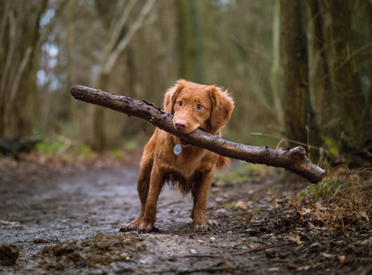 Natural Home Remedies for Spider Bites on Dogs