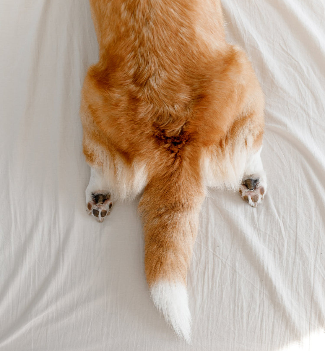 What is dog sploot? This is an image of a corgi sploot. Dog sploot is when your dog lays with his hind legs beind him. This is a corgi splooting position.