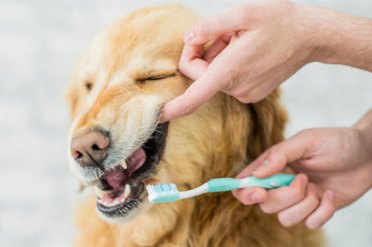 Best Ways To Keep Your Dog's Teeth Clean And Strong