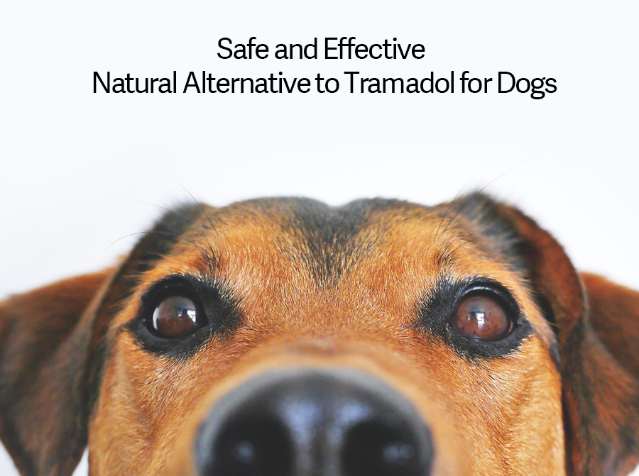 Alternative to Tramadol for Dogs