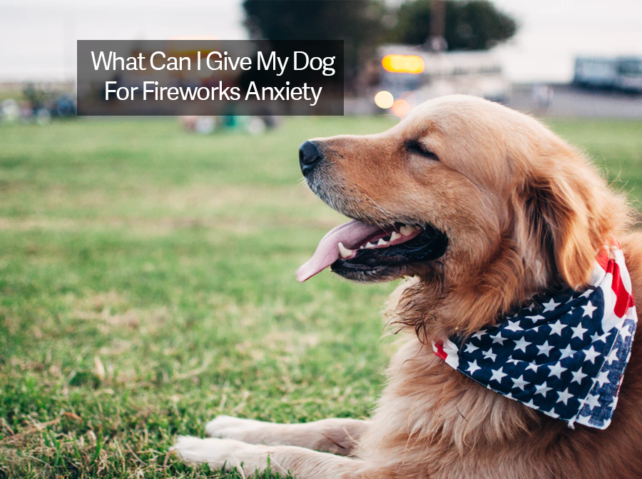 What Can I Give My Dog For Fireworks Anxiety? CBD Oil for Dogs