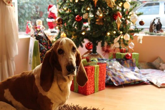 Can Your Christmas Decorations Harm Your Pets?